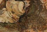 Petrified Wood (Araucaria) Slab - Madagascar #118533-1